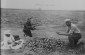 Workers pose with a pile of cucumbers at the edge of a cucumber field at the Molotov collective farm. (Left) a man lies on a blanket.© YIVO Digital archives