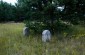 The only graves remaining from the Vetka Jewish cemetery. ©Sabine Mirlesse/Yahad - In Unum