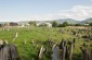 The Jewish cemetery where the victims’ corpses were buried after the Aktion. Burial site. ©Les Kasyanov/Yahad - In Unum