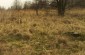 The killing and burial site on “Grodek” hill in Sułów, where about 45 Jews were killed and buried in a mass grave in October 1942. The site remains uncommemorated.  ©Jethro Massey /Yahad - In Unum