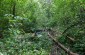 The execution site located in the forest. ©Les Kasyanov/Yahad – In Unum