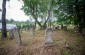 The Jewish cemetery in Mszana Dolna. Several remining matzevot are still standing. A mass grave of Jewish victims who died during the existence of the ghetto is located within the boundaries of the cemetery. ©Piotr Malec, Yahad-In Unum