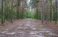 The execution site n°2 located in the forest. At this place several dozen communists and activists were shot. According to the witness, the victims were shot in the prison and only buried here. © Les Kasyanov/Yahad – In Unum