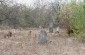 The remaining tombstones at the Jewish cemetery. © Les Kasyanov/Yahad-In Unum