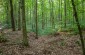 Execution site of dozen Jews killed in the woods in Pomirtsi. Picture taken in July 2019©Les Kasyanov/Yahad - In Unum