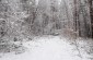 The execution site in the woods where circa. 1,570 Jews were murdered in mid-January 1943.©Les Kasyanov/Yahad - In Unum