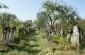 The surviving tombstones at the Jewish cemetery in Nepolokivtsi. ©Les Kasyanov/Yahad - In Unum.