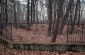 The Berezniak forest, where about 470 Komarno Jews were murdered at the end of October 1941. ©Les Kasyanov/Yahad - In Unum