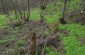 The remaining tombstones of the old Jewish cemetery are overgrown with vegetation and trees. ©Les Kasyanov/Yahad-In Unum