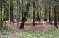 The execution site of 300 Jews murdered in the forest close to the village of  Poplavy. ©Les Kasyanov/Yahad - In Unum