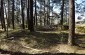 The site of Svėdasai’s former Jewish cemetery. Today, no gravestones remain and the area is covered by forest. ©Cristian Monterroso/Yahad - In Unum